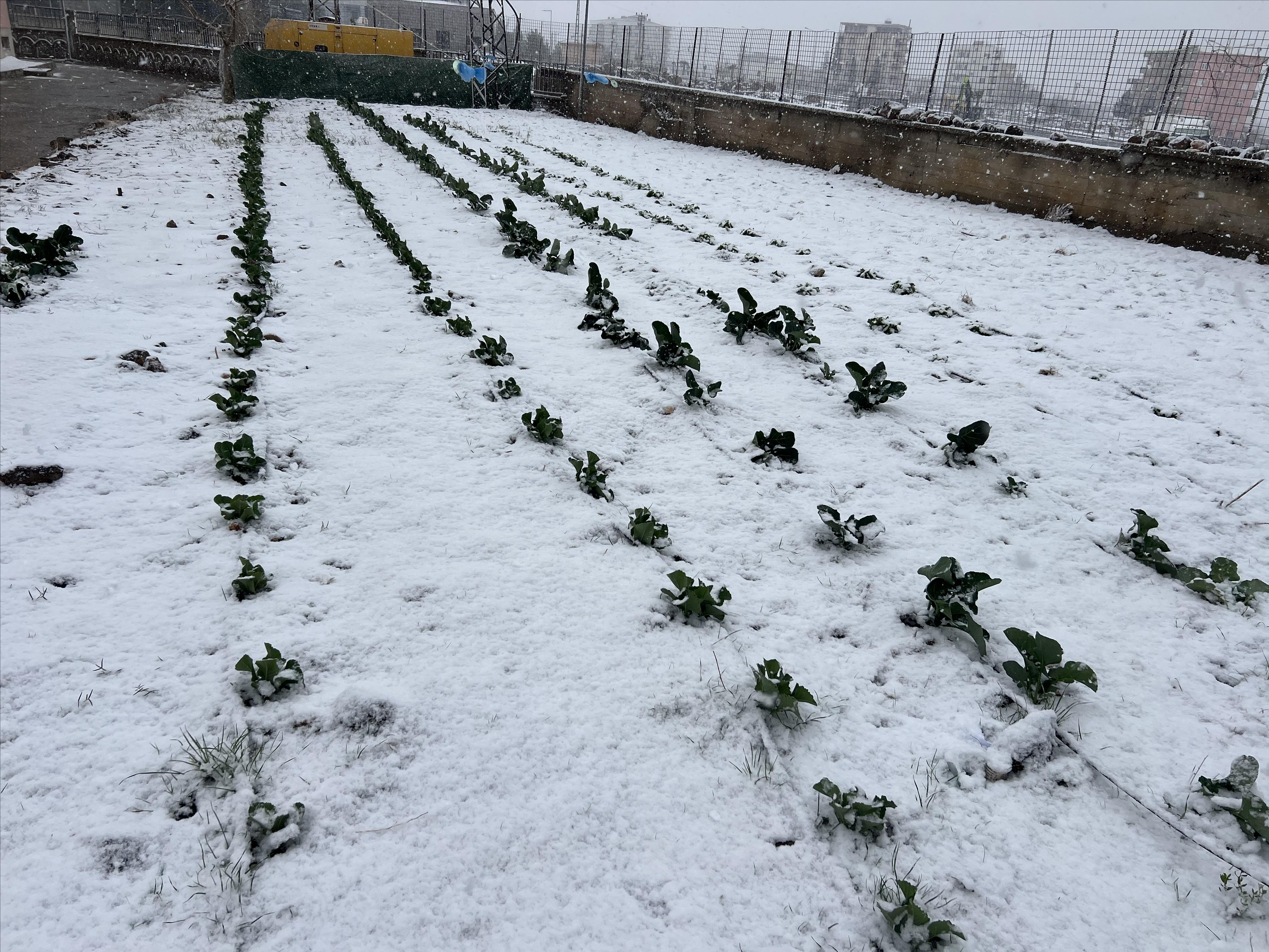 Bahçe Bitkileri Bölümü